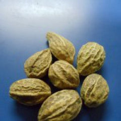 Haritaki Fruit
